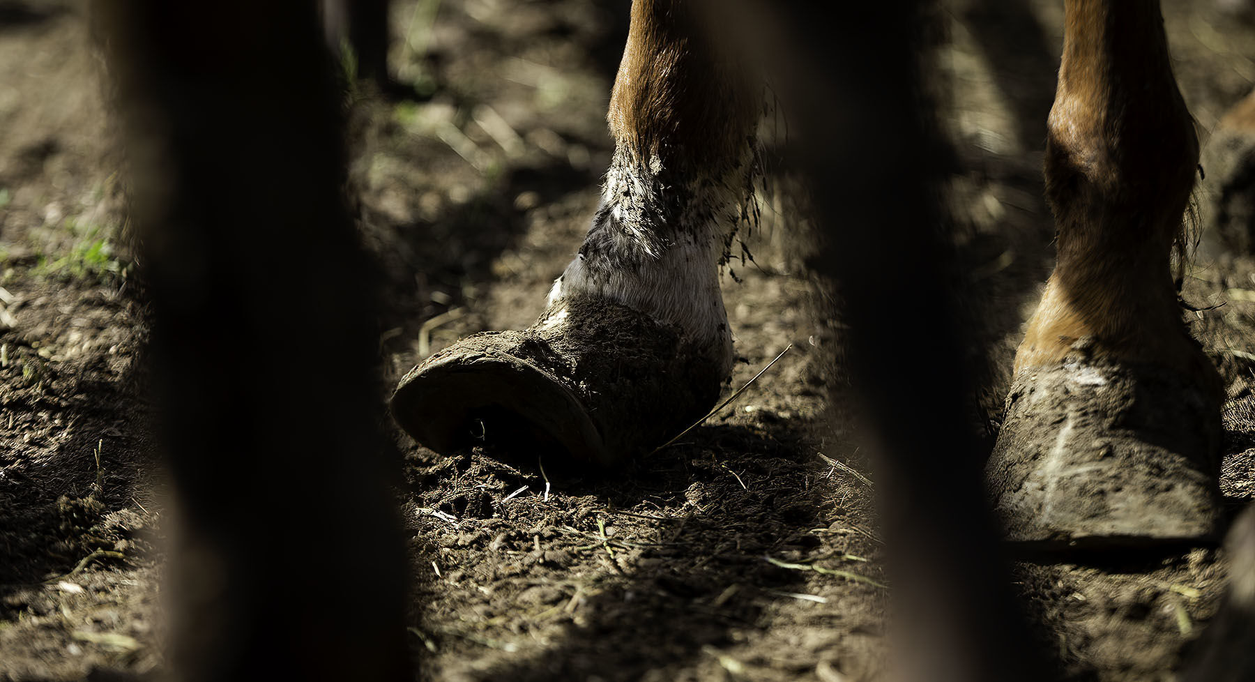 Seized horses